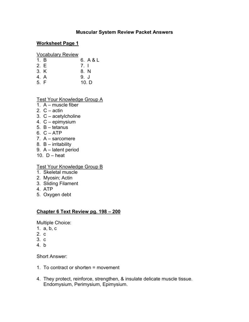 Muscular System Review Packet Answers