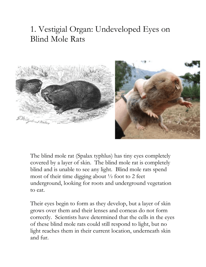 Structure #1: Vestigial Eyes on Blind Mole Rats