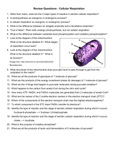 Review Questions - Cellular Respiration