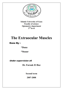 Extra-ocular muscle