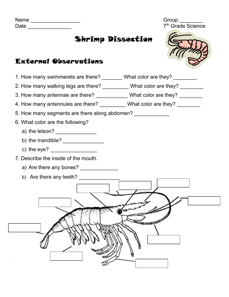 Name Group ________ Date 7th Grade Science Shrimp Dissection