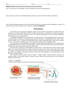 Cell membrane worksheet