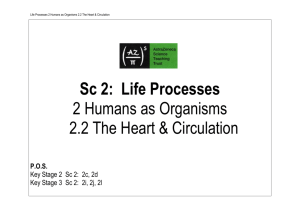 2.2 The Heart and Circulation