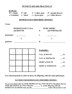 PUNNETT SQUARE PRACTICE #3 IN PEAS: R = round T= tall Y
