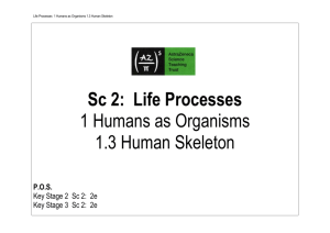 1.3 Human Skeleton