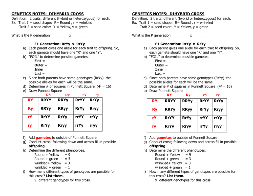 GENETICS NOTES - dihybrid cross