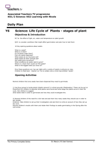 Y6 Science: Life Cycle of Plants - stages of plant growth