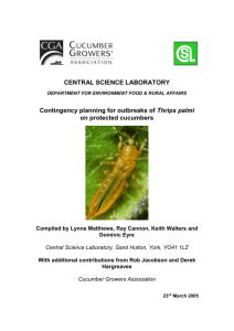 Thrips palmi contingency plan for cucumbers and other salad crops