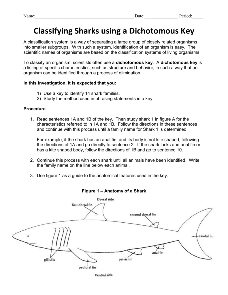 Classifying Sharks Using A Dichotomus Key