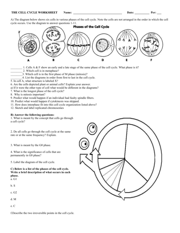 6 THE CELL CYCLE WORKSHEET