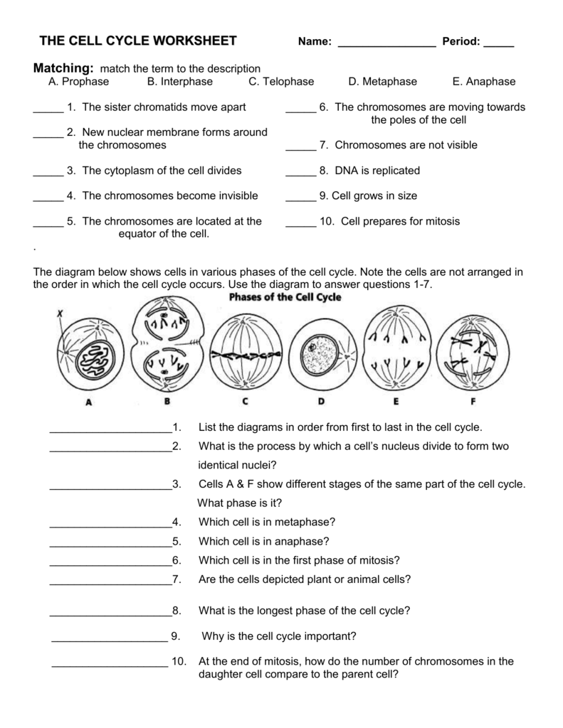 Cell Cycle Worksheet Answer Key Ame my id