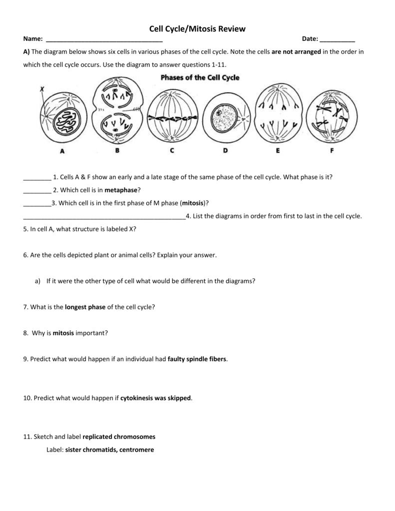 THE CELL CYCLE WORKSHEET - Manhasset Public Schools With Regard To Cell Cycle And Mitosis Worksheet