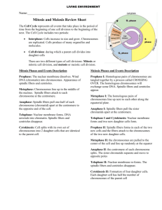 Mitosis & Meiosis Review Sheet