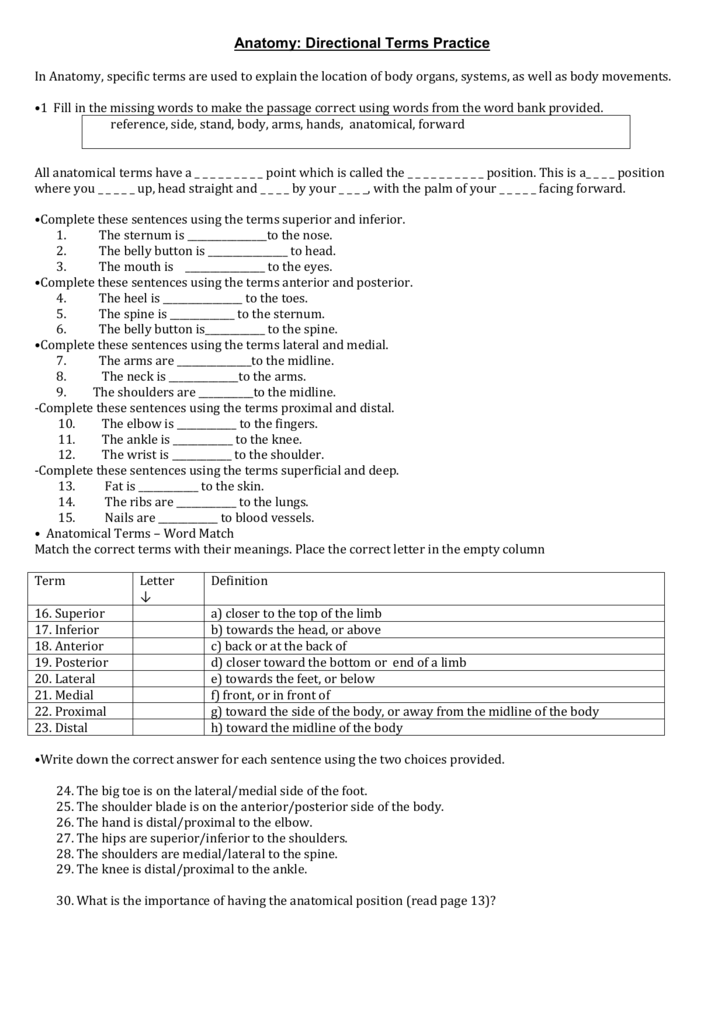 Anatomical Terms Worksheet
 Anatomy Directional Terms Worksheet
