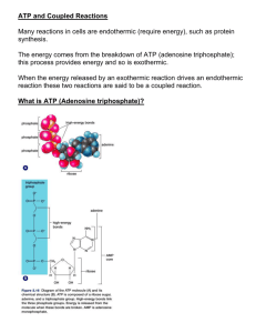 ATP and Coupled Reactions