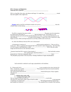 DNA: Structure and Replication