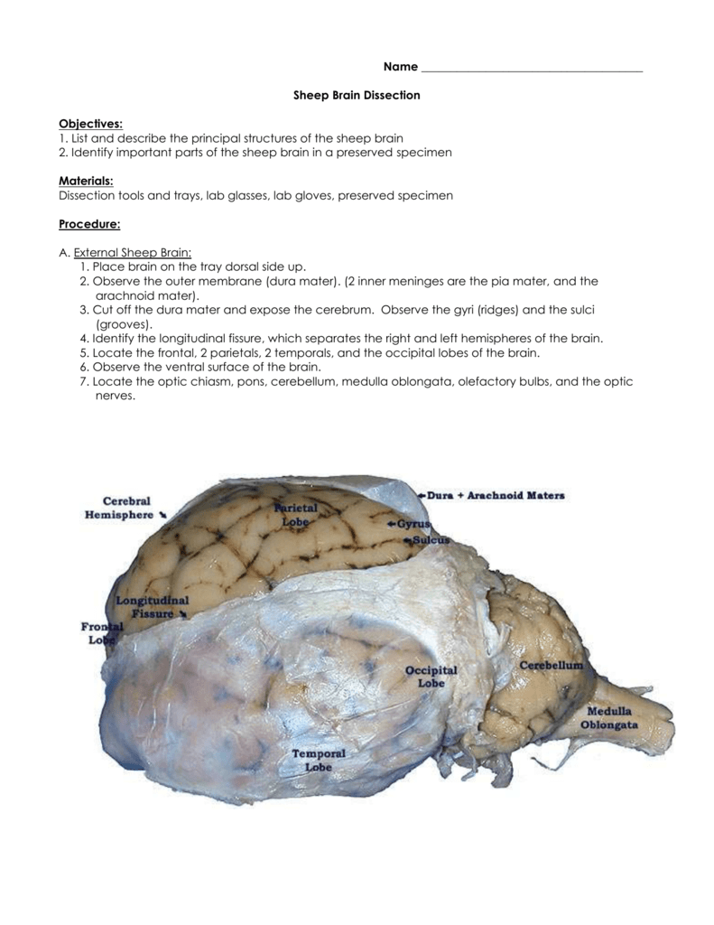 Sheep Brain Dissection Inside Sheep Brain Dissection Worksheet