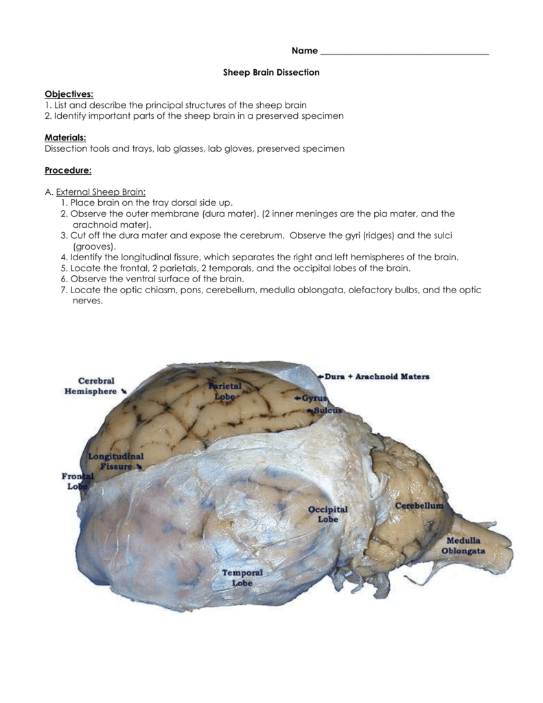 Sheep Brain Dissection Worksheet