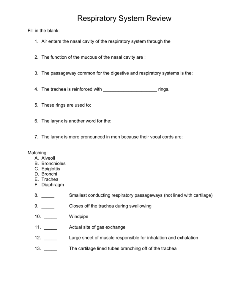 Respiratory System Review