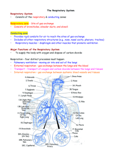 Respiratory System Outline