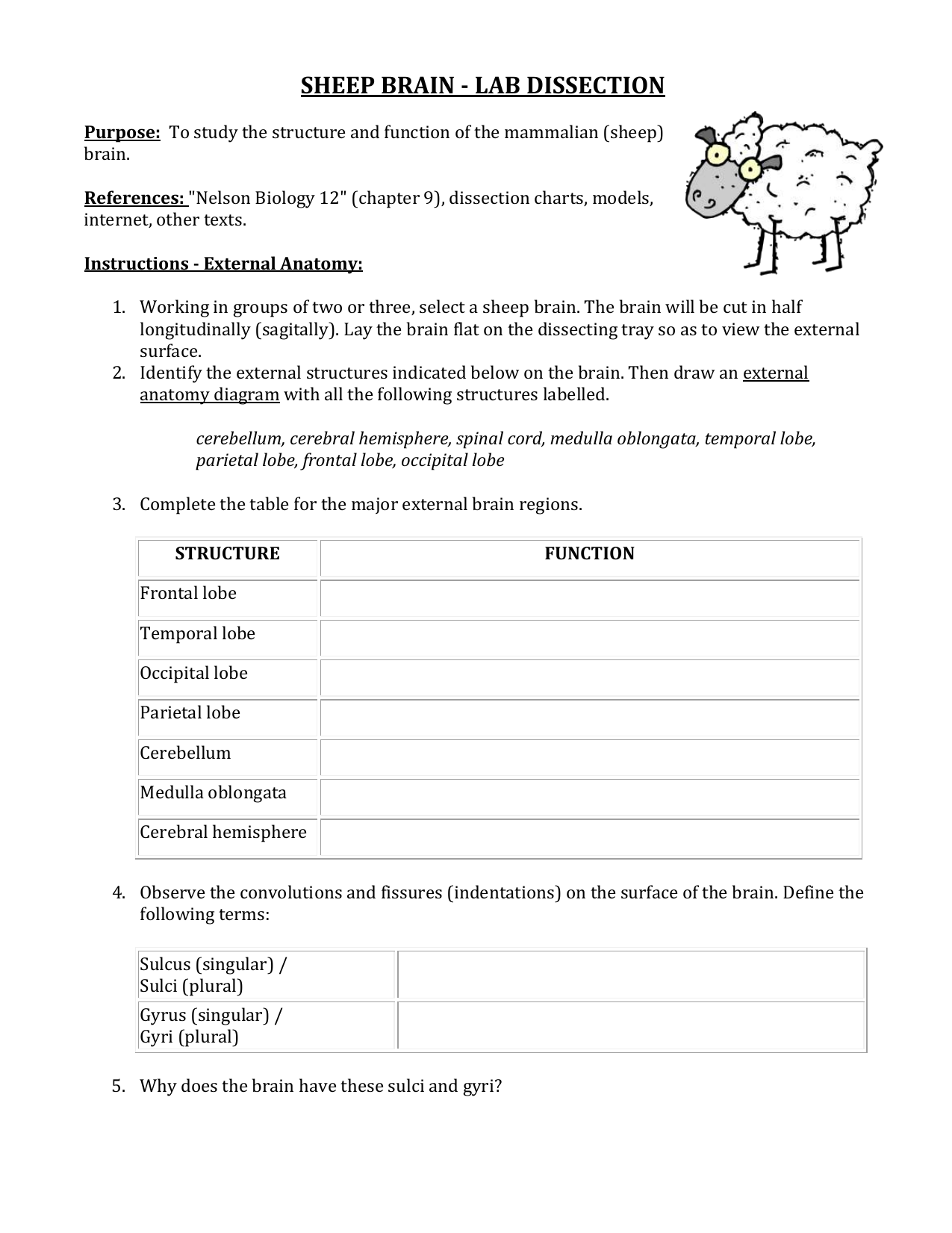 Sheep Brain Lab Dissection
