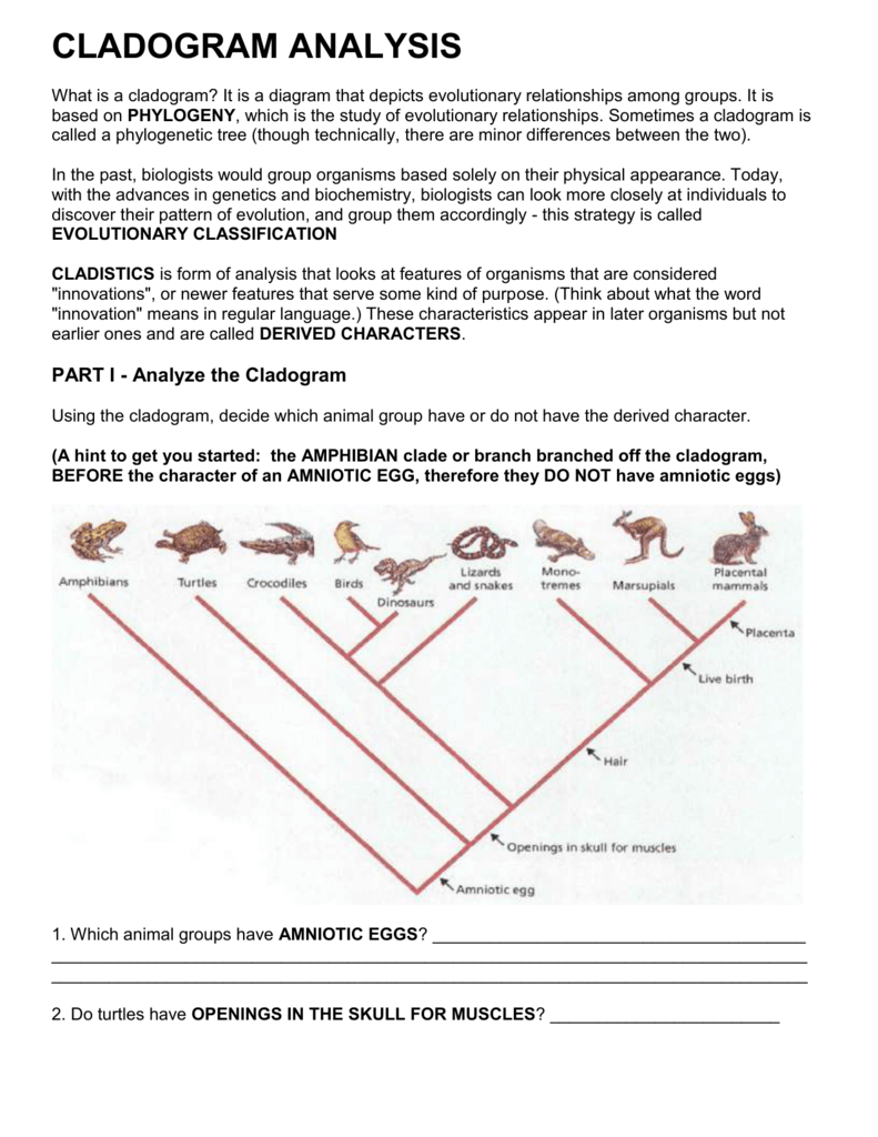 What Is A Cladogram Worksheet