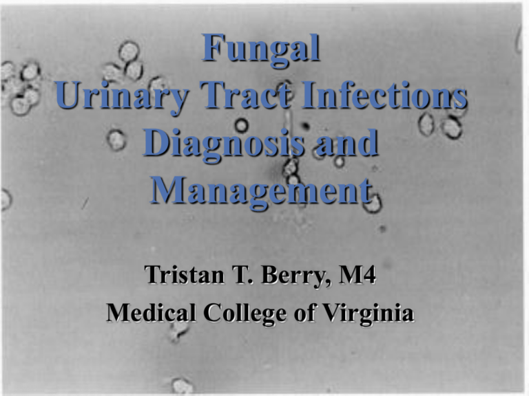 fungal-urinary-tract-infections-diagnosis-and-management