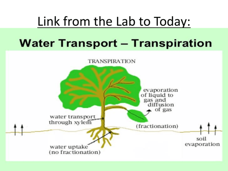 L1 2 Leaf Structure Function