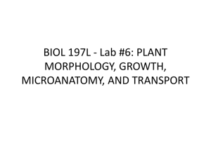 BIOL 197L - Lab #6: PLANT MORPHOLOGY, GROWTH