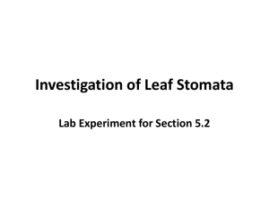 Investigation of Leaf Stomata Lab Answer Key