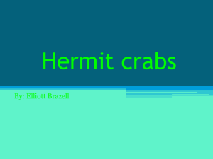 Stuff about Hermit crabs