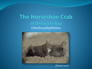 The Horseshoe Crab