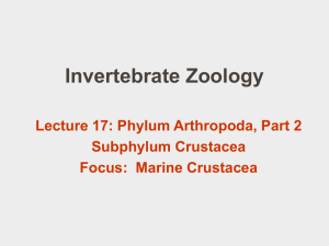 PowerPoint 18: Arthropoda 2