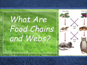 What Are Food WebsIntro - seelytech
