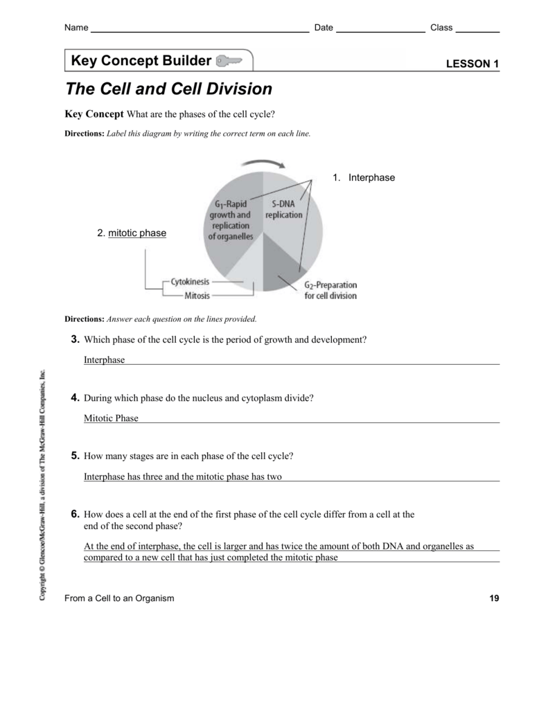 Cell Cycle Key Concept Builder With Answers