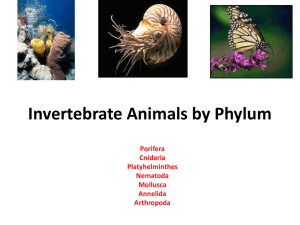 Invertebrate Diversity by Phylum