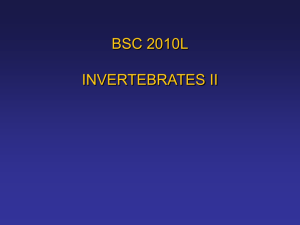 BSC 2010L TA meeting - INVERTEBRATES II