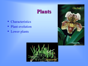 Plant Intro Non Vascular Plants