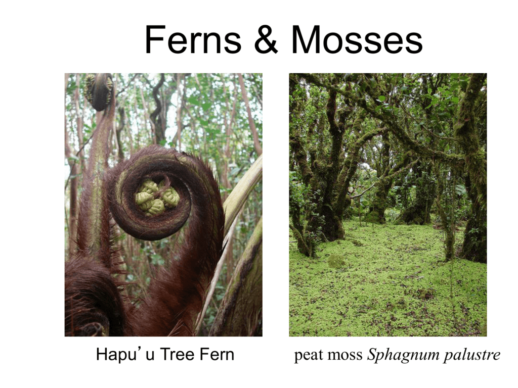 Moss And Ferns Lifecycle And Characteristics Ppt
