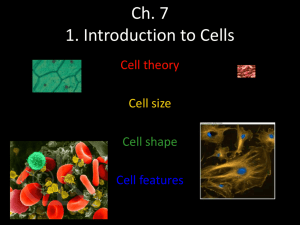 Ch. 7 Cells Vocabulary (quiz Wednesday)