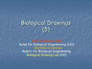 Biological Drawings (5) - hoganshomepage