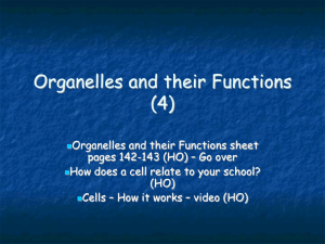 Organelle Function Animal, Plant, both