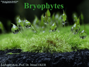 Bryophytes - Doç. Dr. İsmail Eker Kişisel Web Sitesi