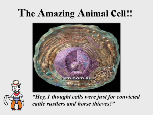 The Amazing Animal cell!!