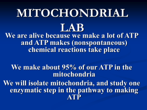 Mitochondrial Lab