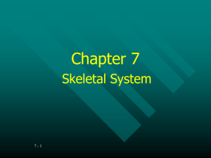 Chapter 7 PowerPoint Notes
