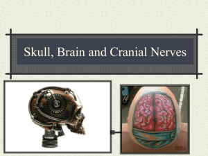 Skull, Brain, CN - 7.2