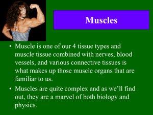 Muscles - Educypedia