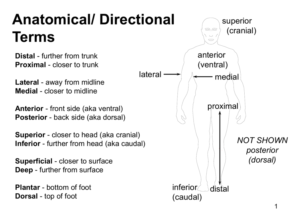 Anterior Meaning Anatomy