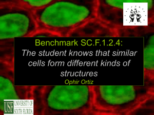 Benchmark SC.F.1.2.4: The student knows that similar cells form